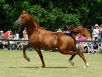 Macho Des Alpes