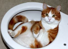 cat-toilet-photo