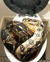 img blog toilet snake