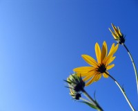 sunnycamilles