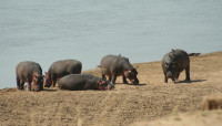 zambia2006 03